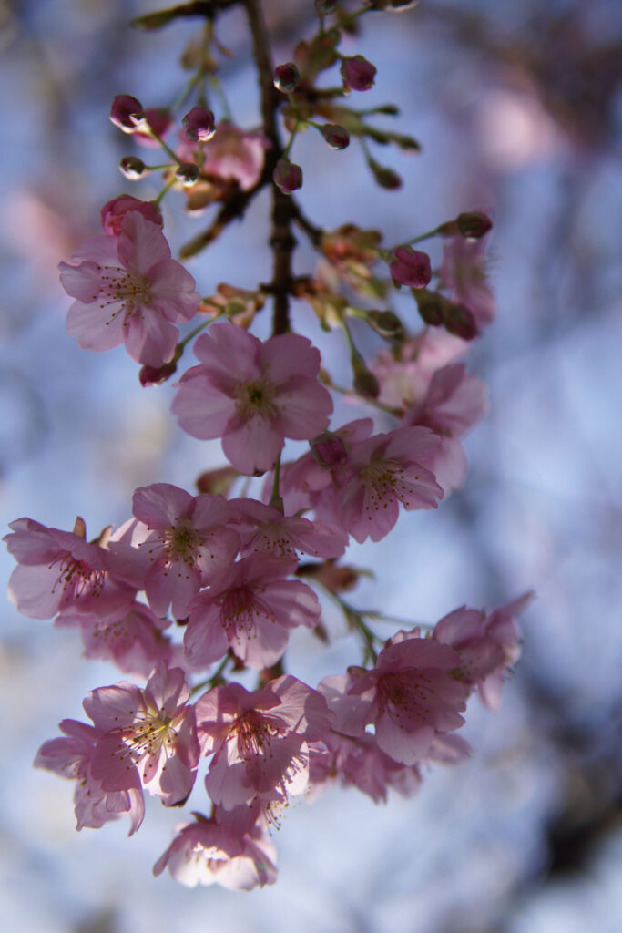 梅と河津桜の共演