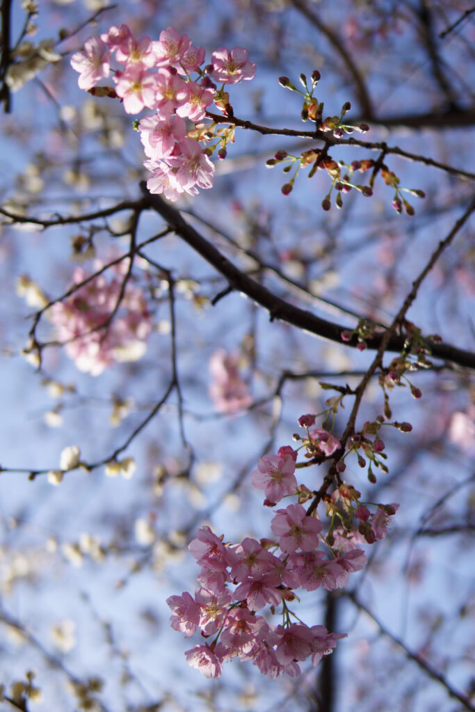 梅と河津桜の共演
