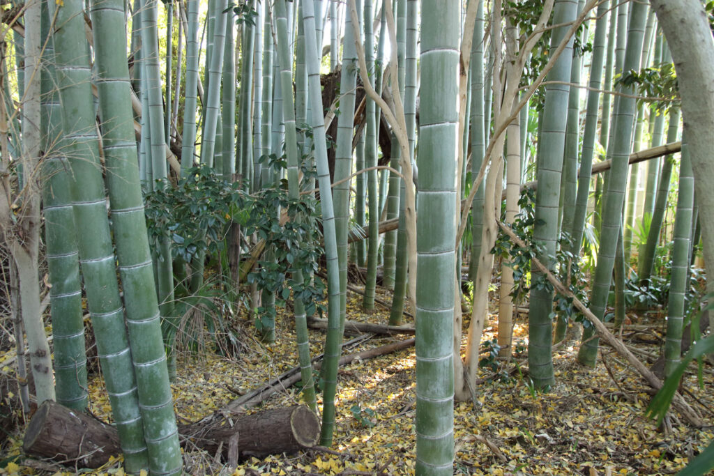 【写真】元旦の静寂