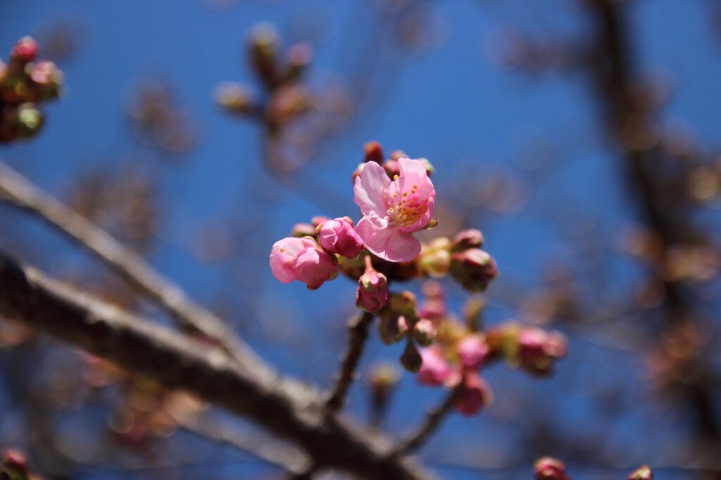 河津桜