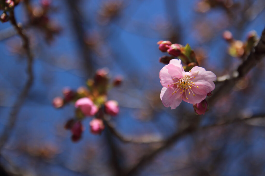 河津桜