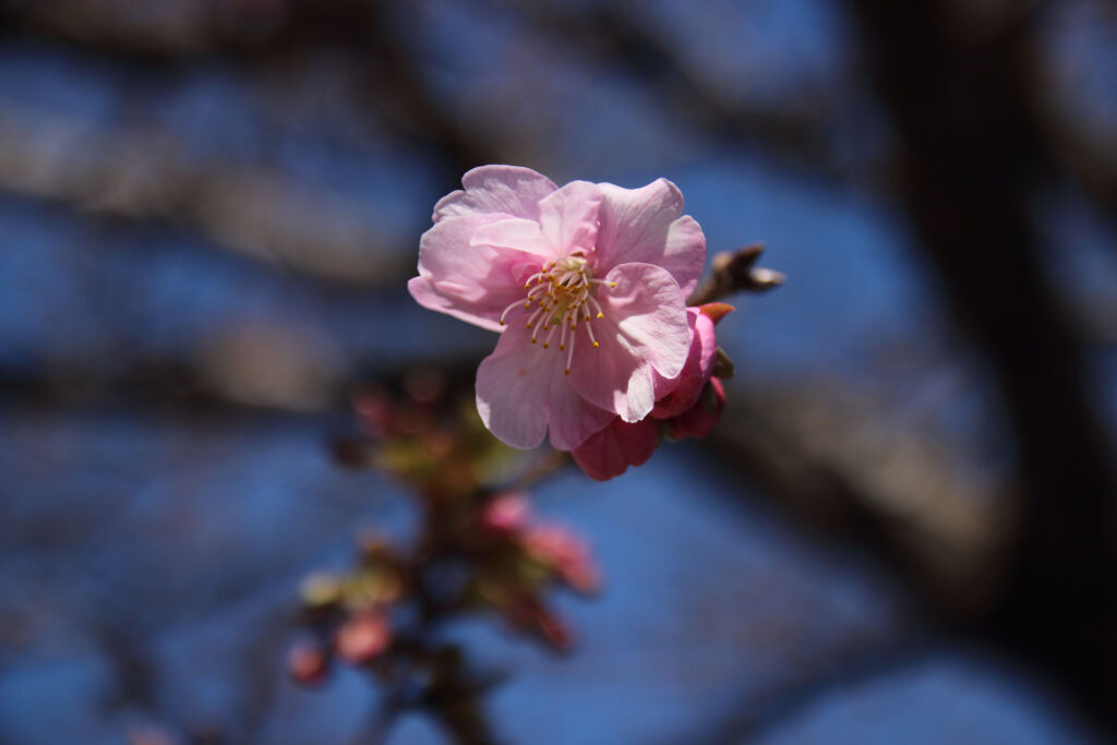 河津桜