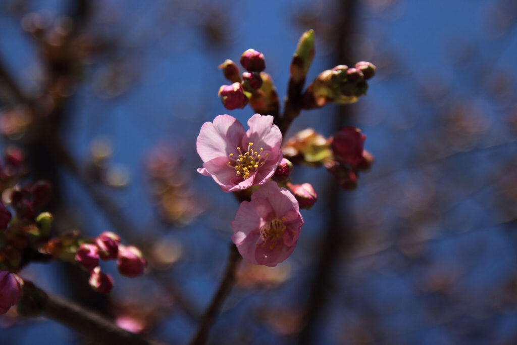 河津桜