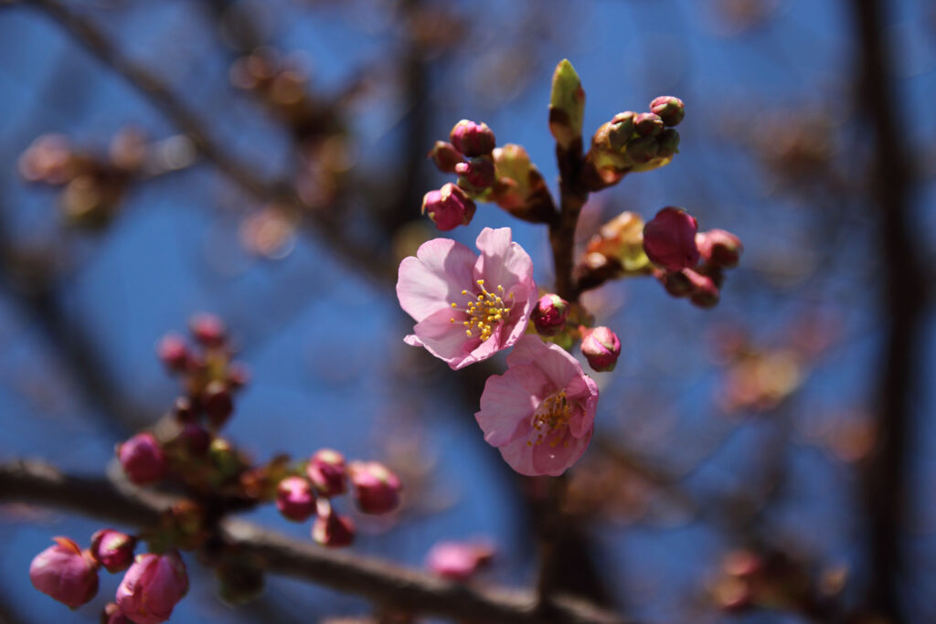 河津桜