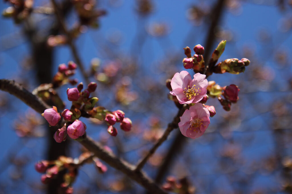 河津桜