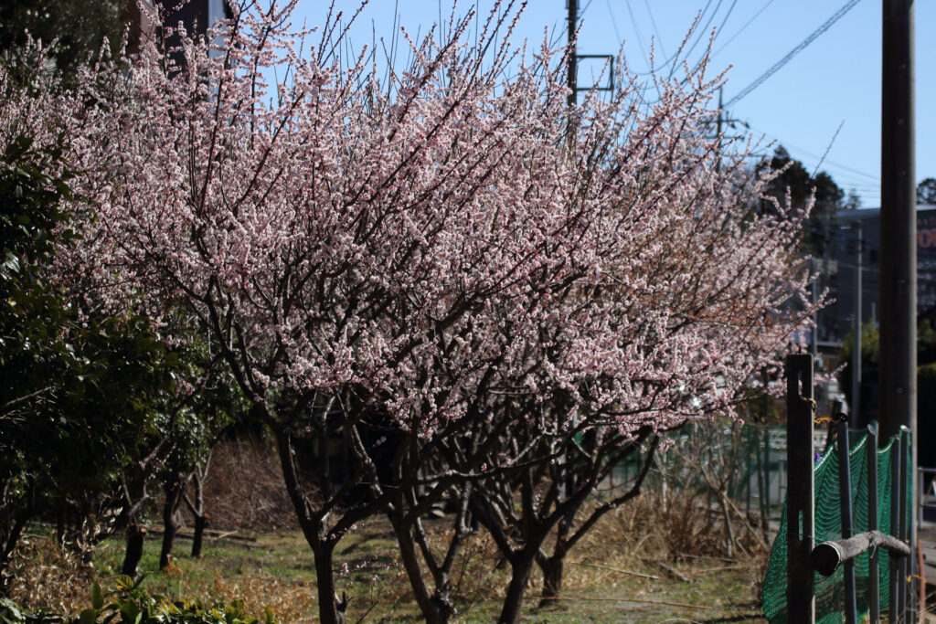 梅の花