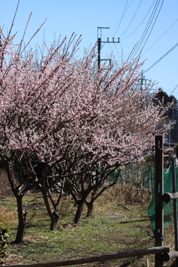 梅の花