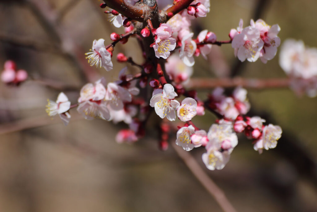 梅の花