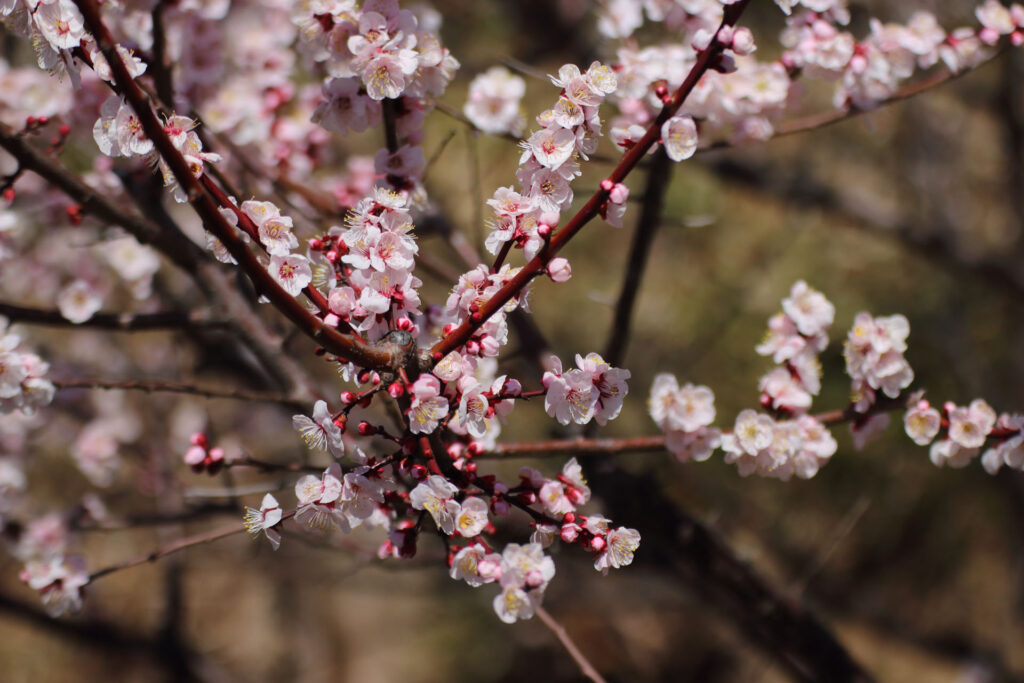 梅の花