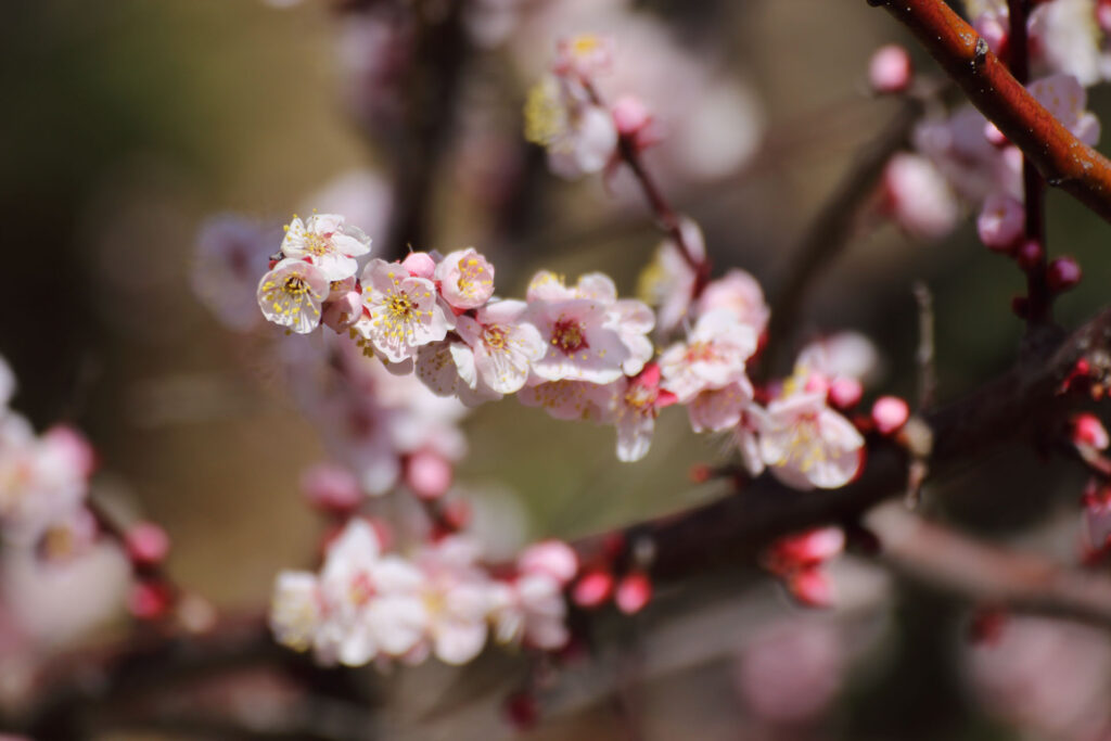 梅の花