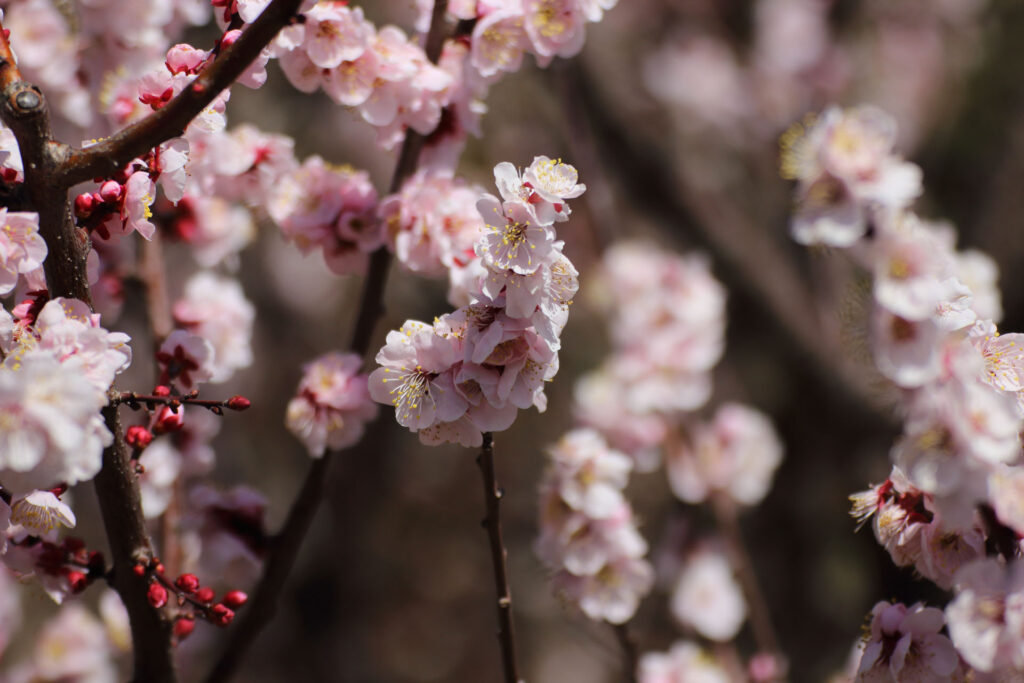 梅の花