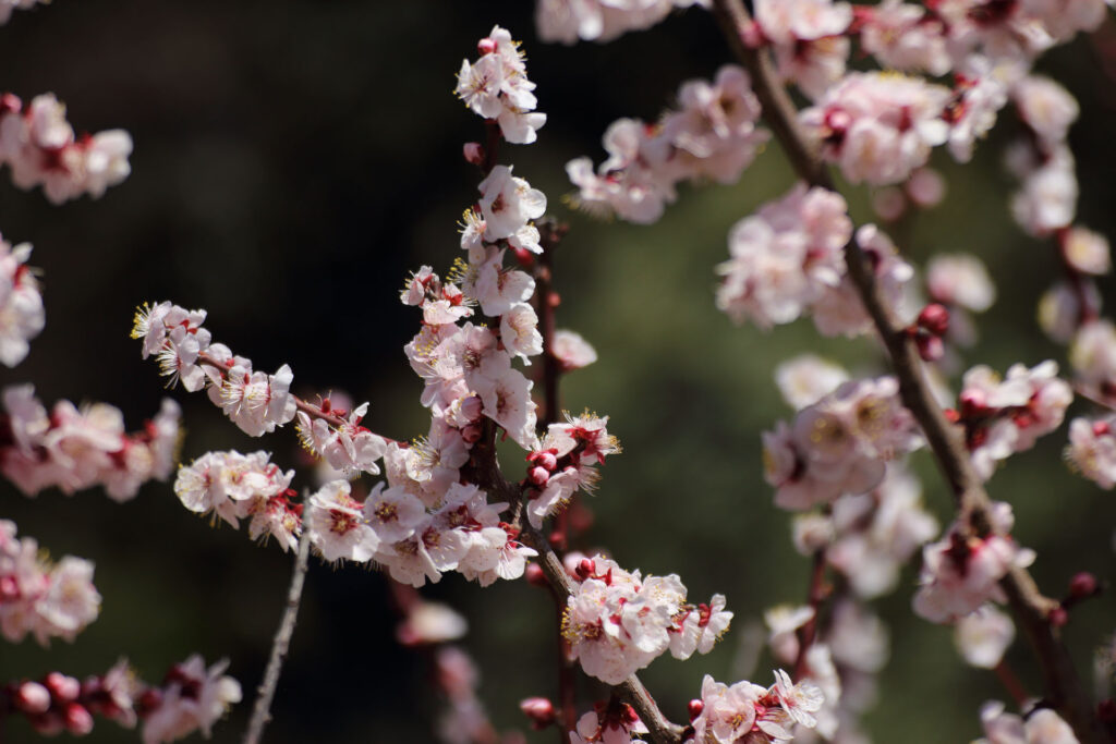 梅の花