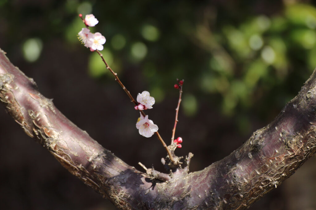 梅の花