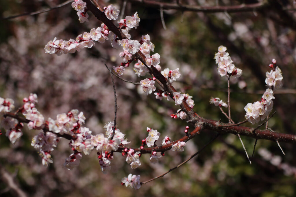 梅の花