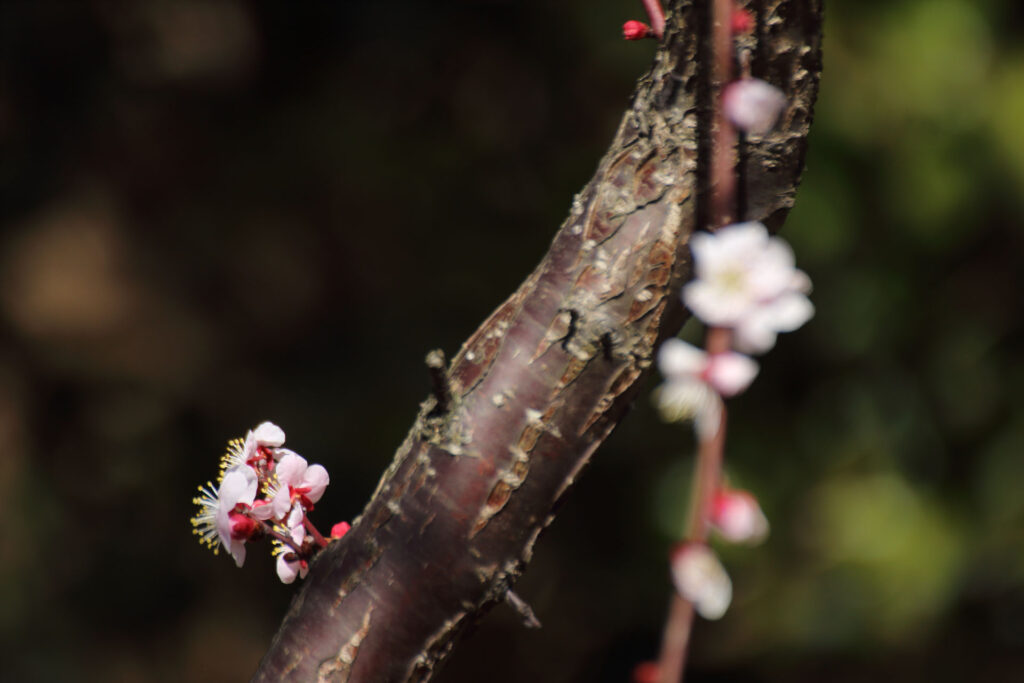 梅の花