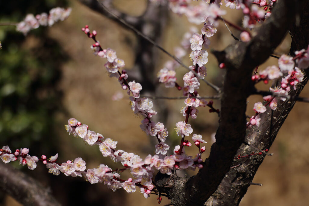 梅の花