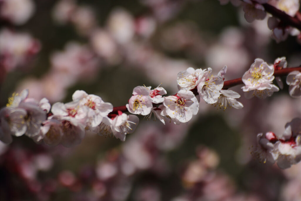 梅の花