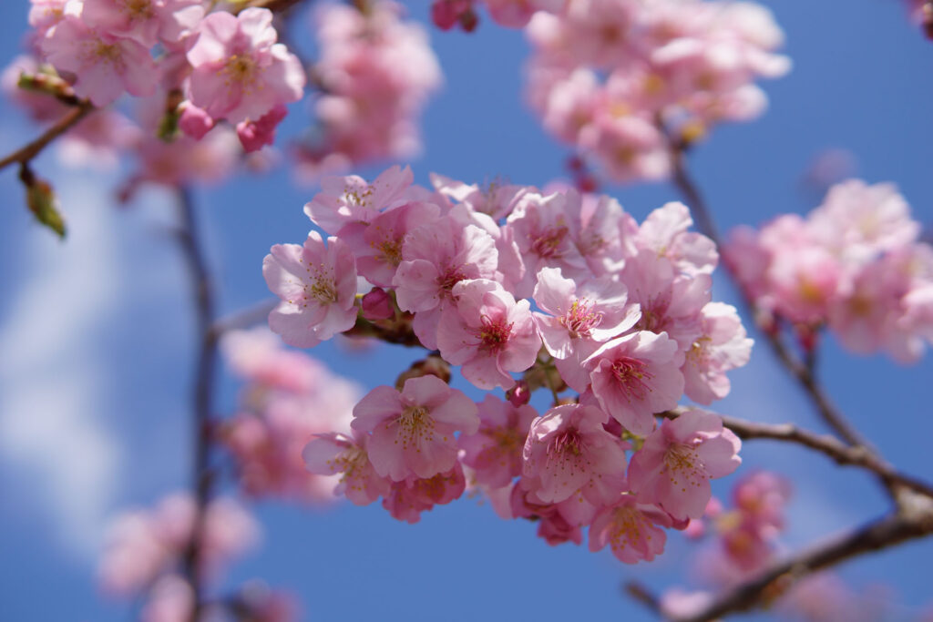 駅前の河津桜（満開）