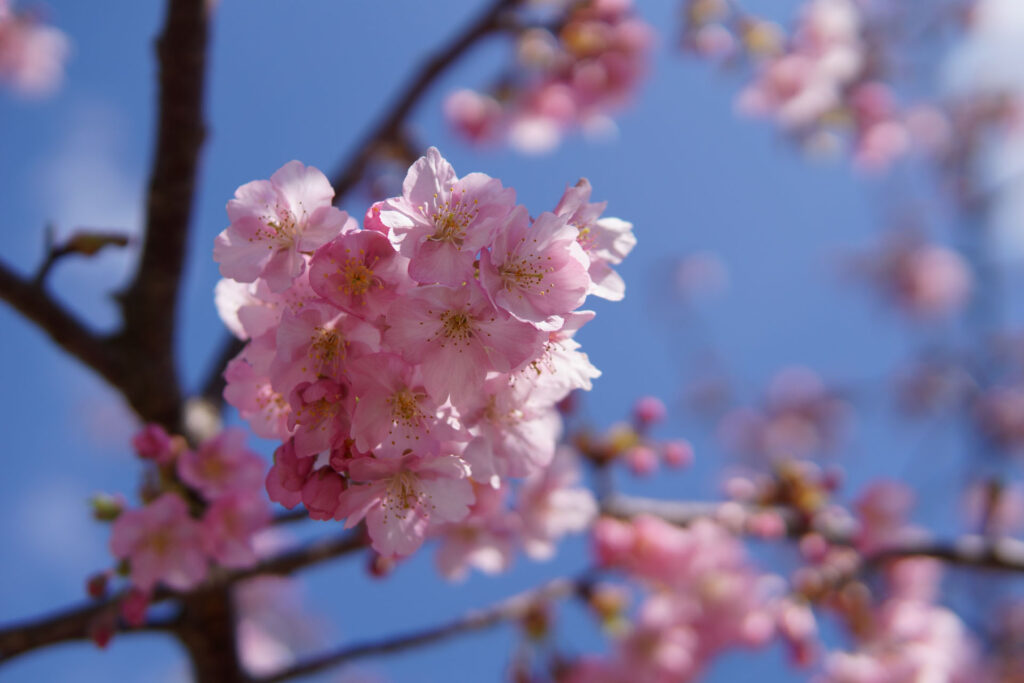 駅前の河津桜（満開）