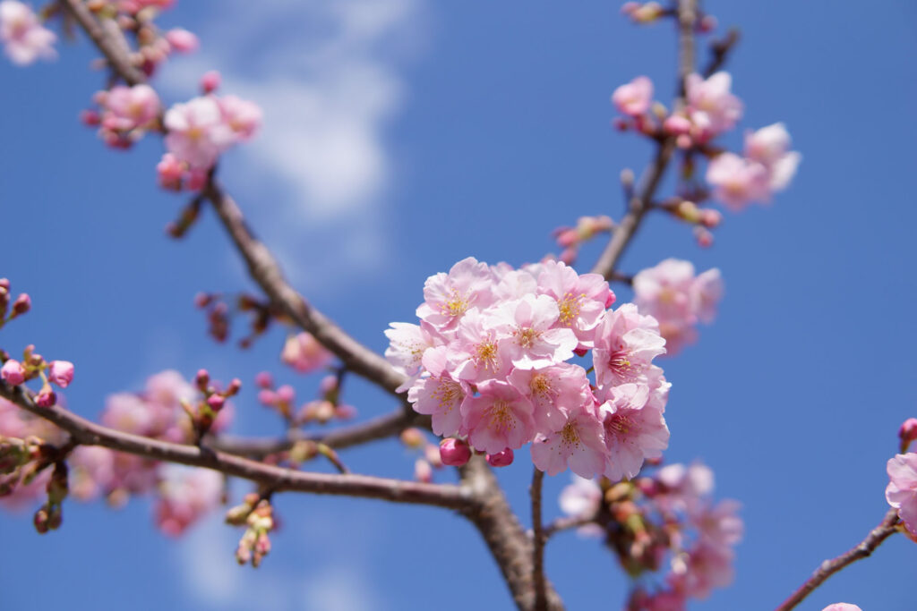 駅前の河津桜（満開）