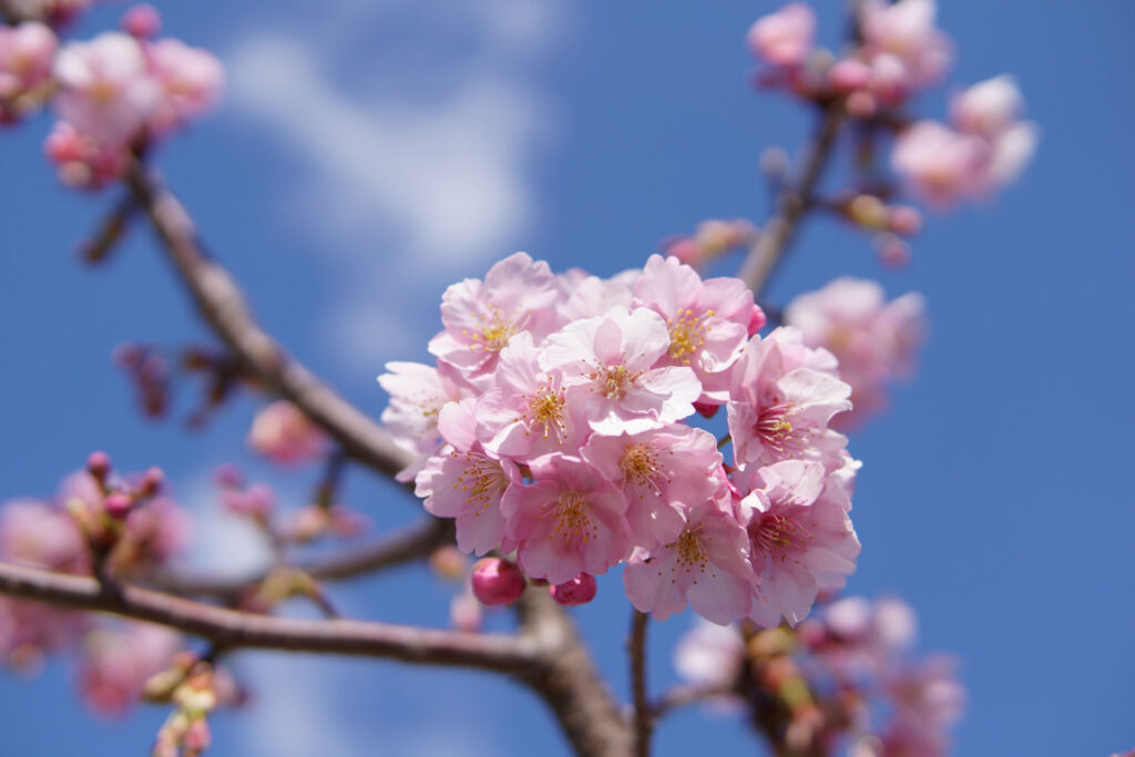 駅前の河津桜（満開）