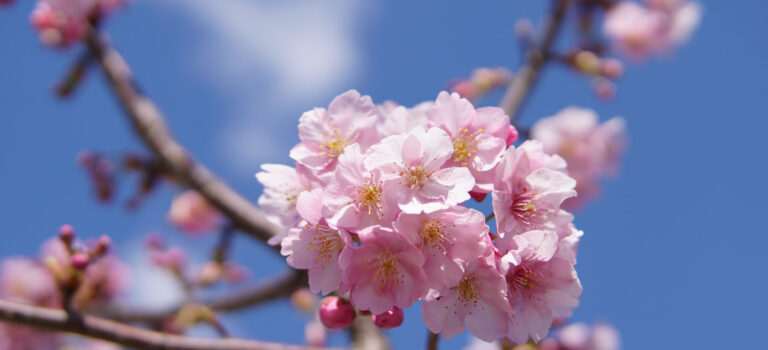 駅前の河津桜（満開）