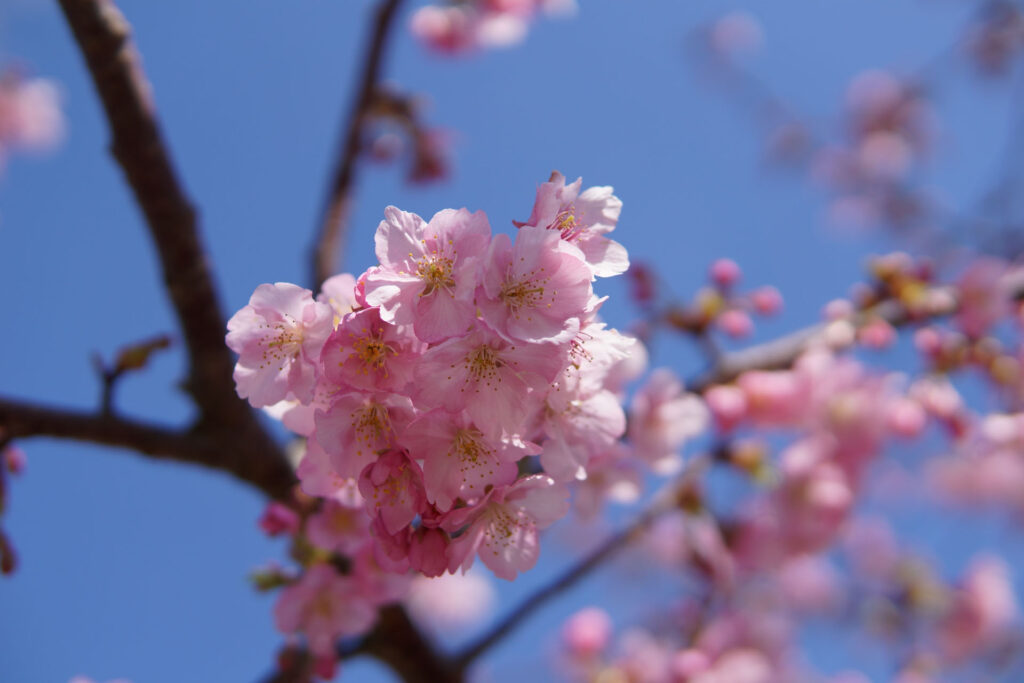 駅前の河津桜（満開）