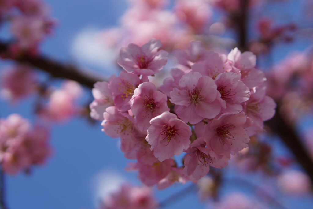 駅前の河津桜（満開）