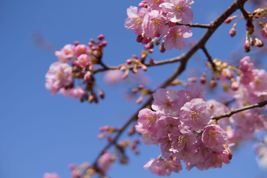 駅前の河津桜（満開）