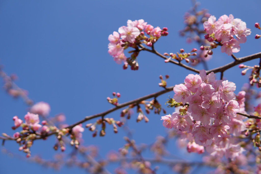 駅前の河津桜（満開）