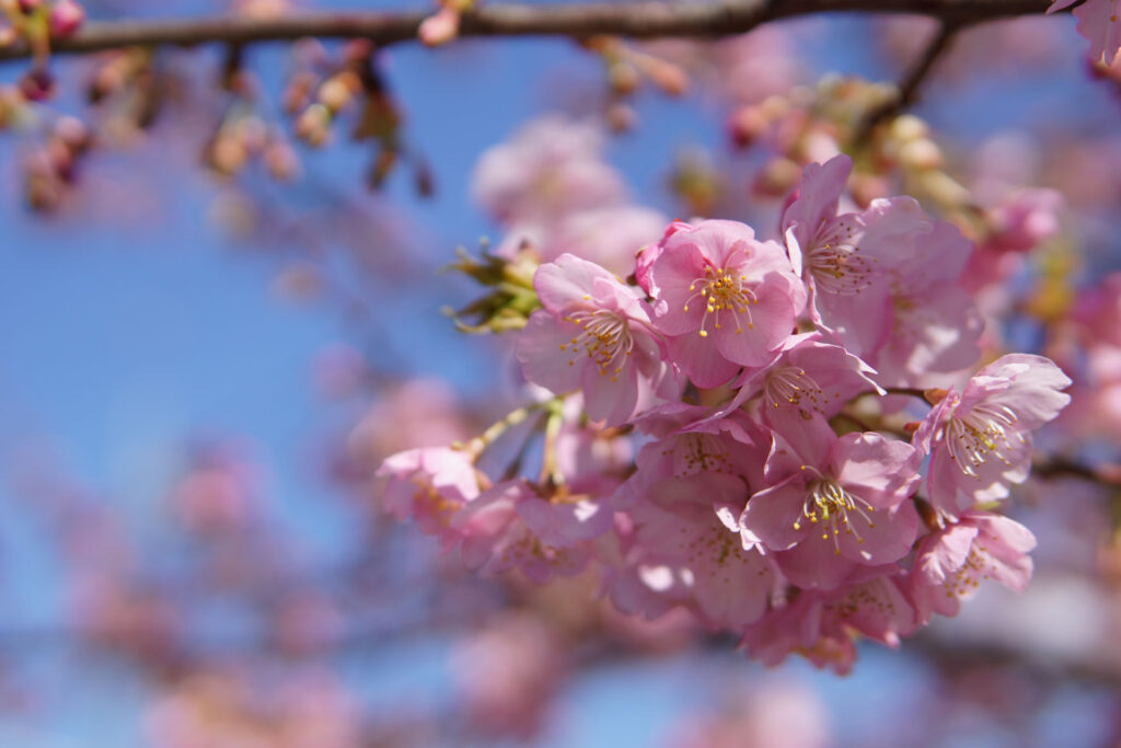 駅前の河津桜（満開）