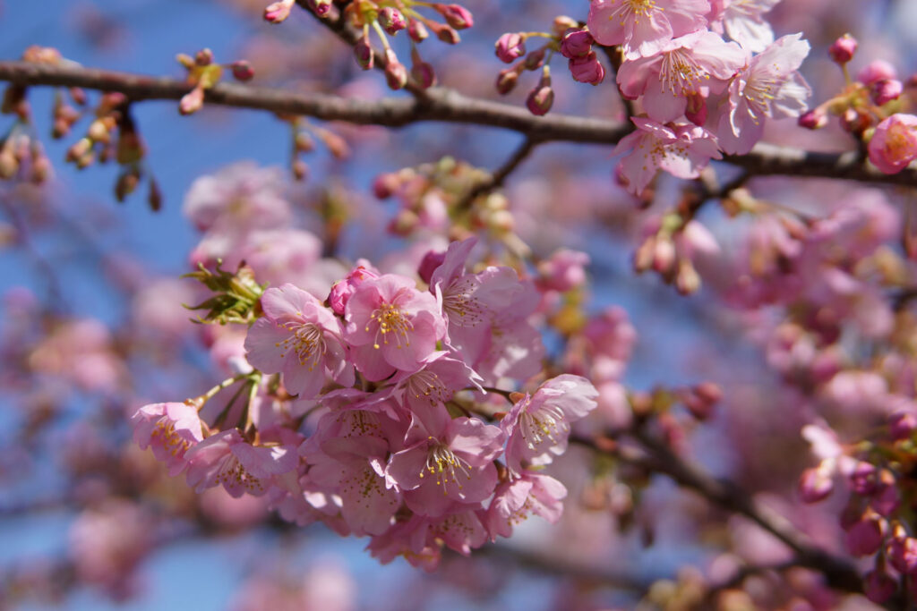駅前の河津桜（満開）