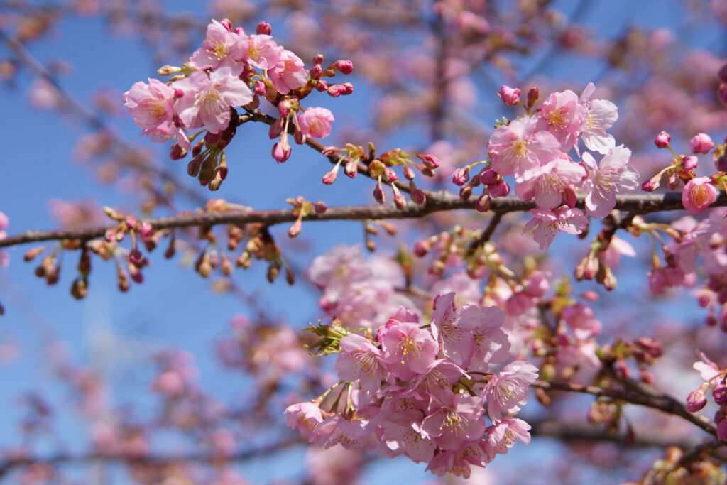 駅前の河津桜（満開）