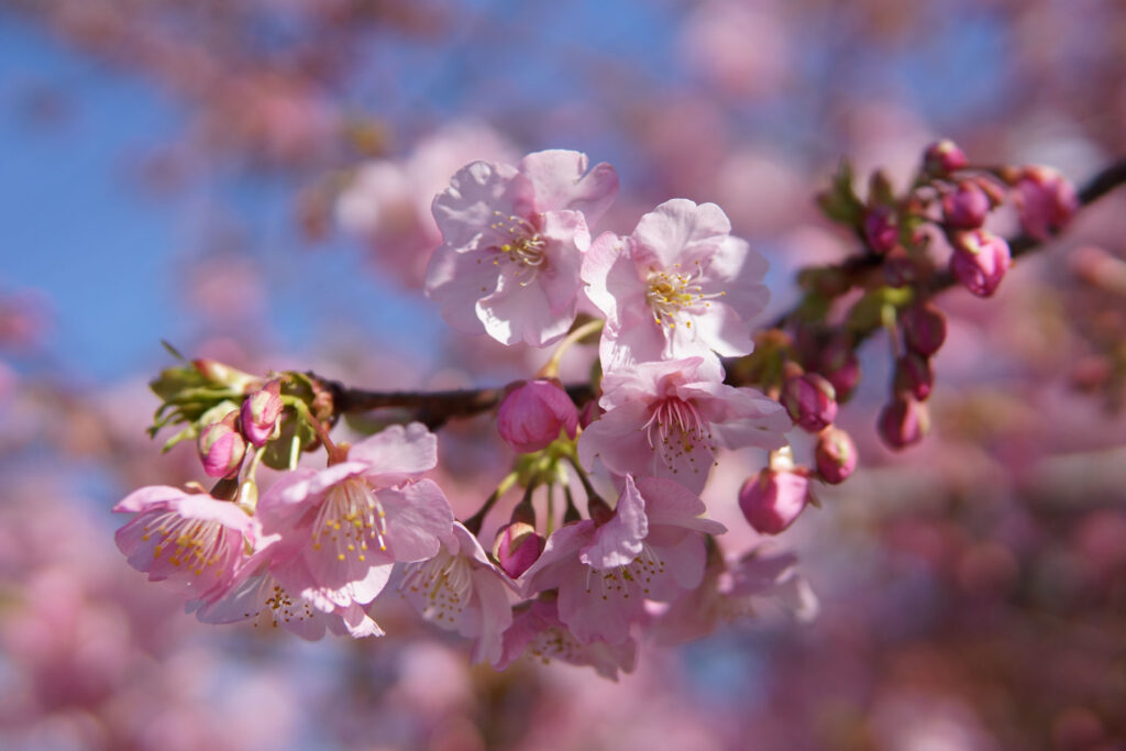 駅前の河津桜（満開）