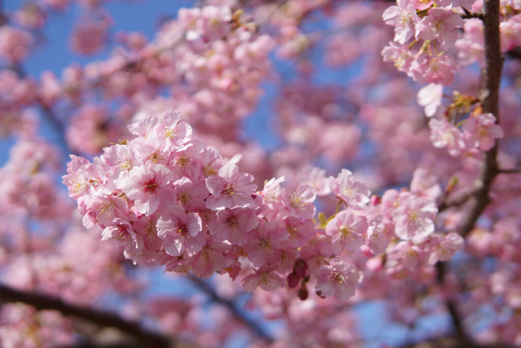 駅前の河津桜（満開）