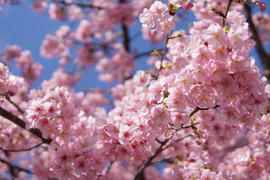 駅前の河津桜（満開）