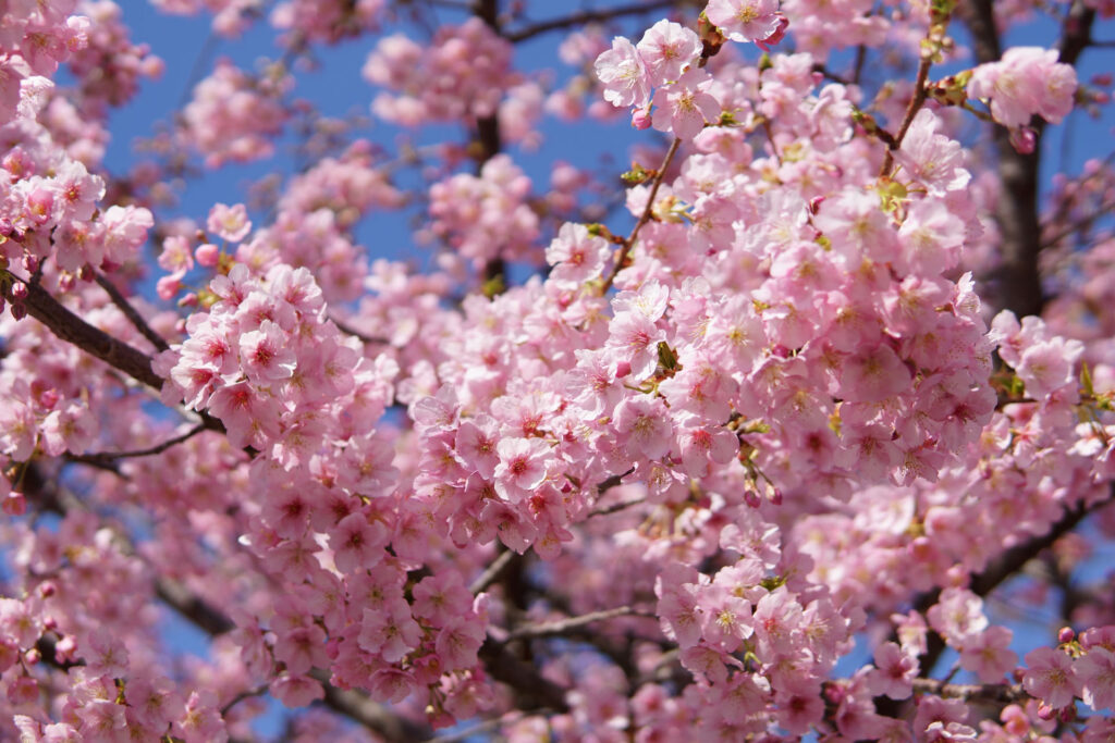 駅前の河津桜（満開）