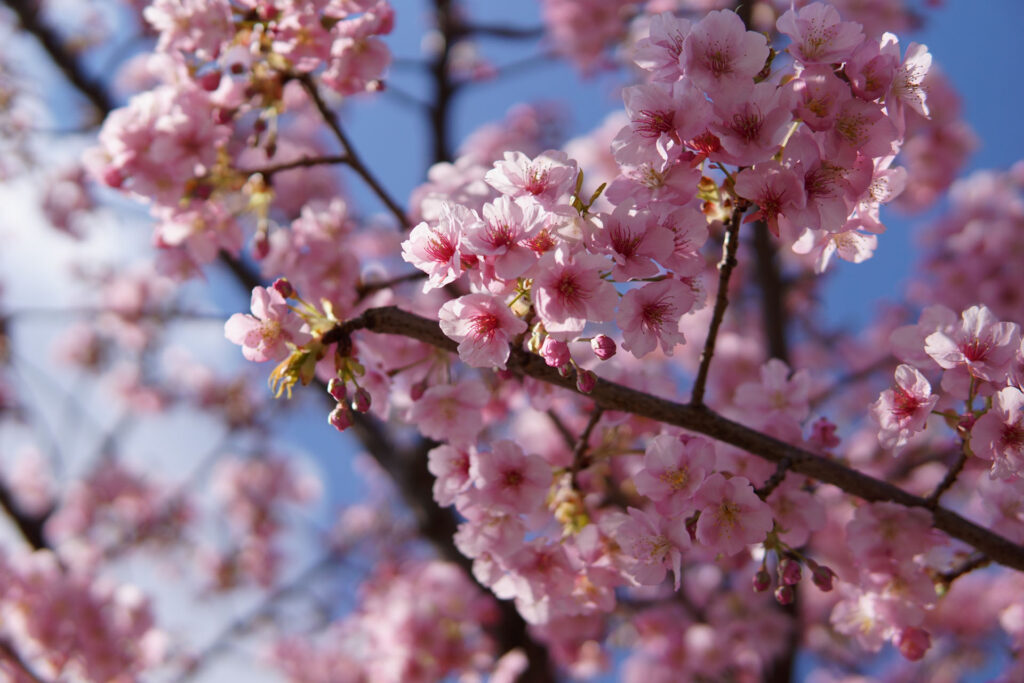 駅前の河津桜（満開）
