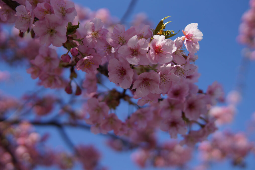 駅前の河津桜（満開）