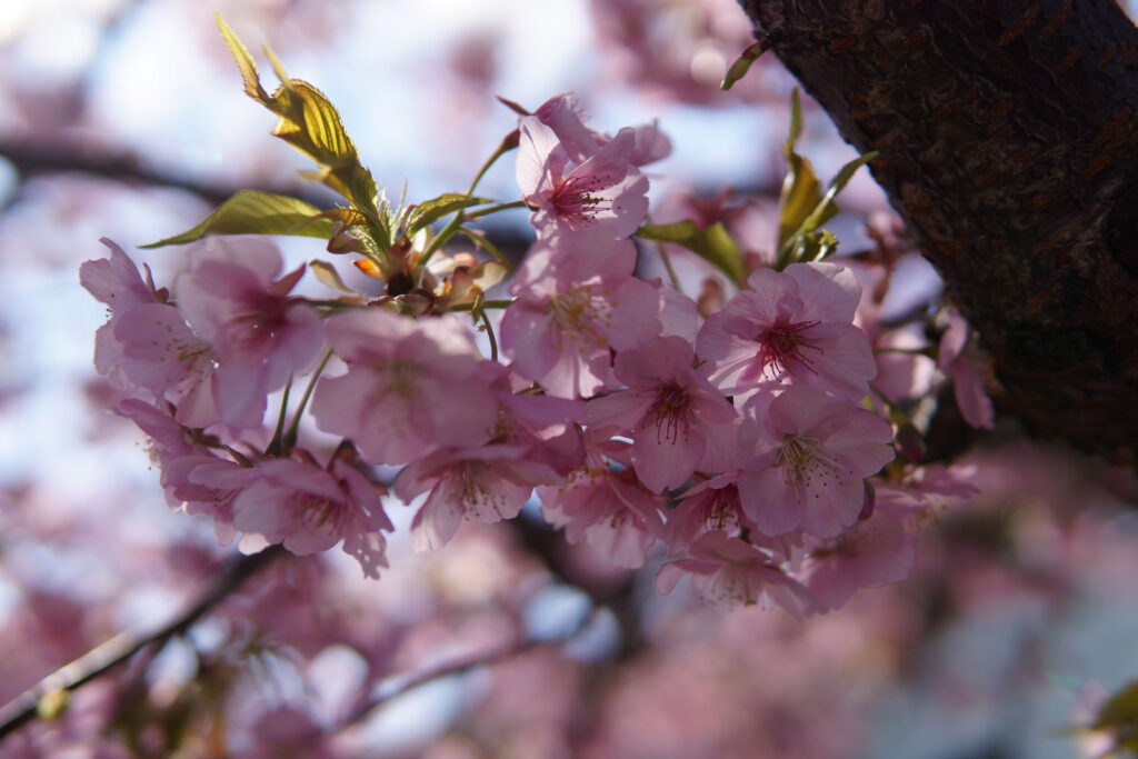 駅前の河津桜（満開）