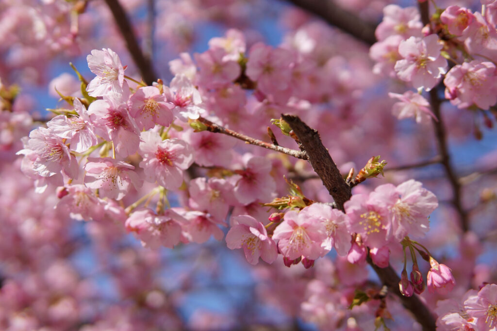 駅前の河津桜（満開）