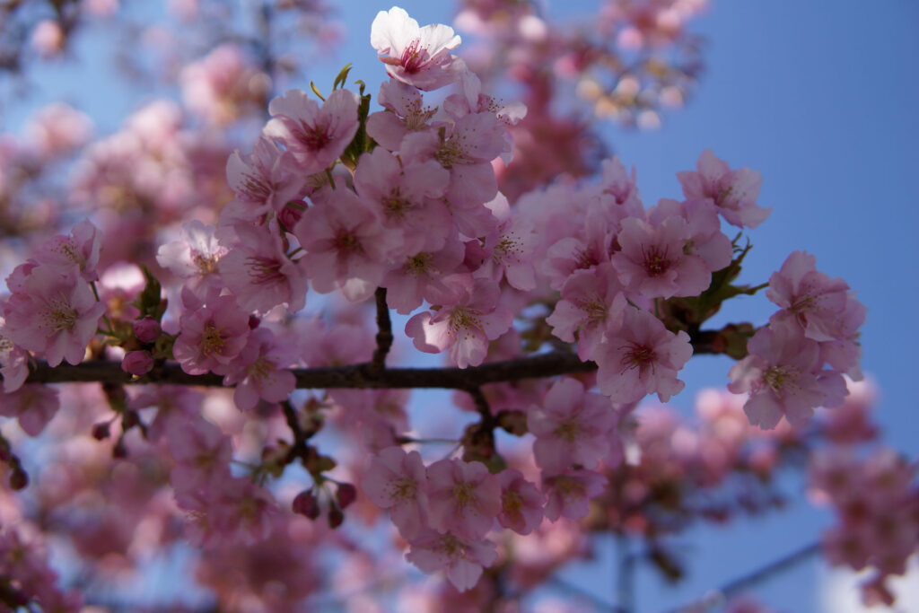 駅前の河津桜（満開）