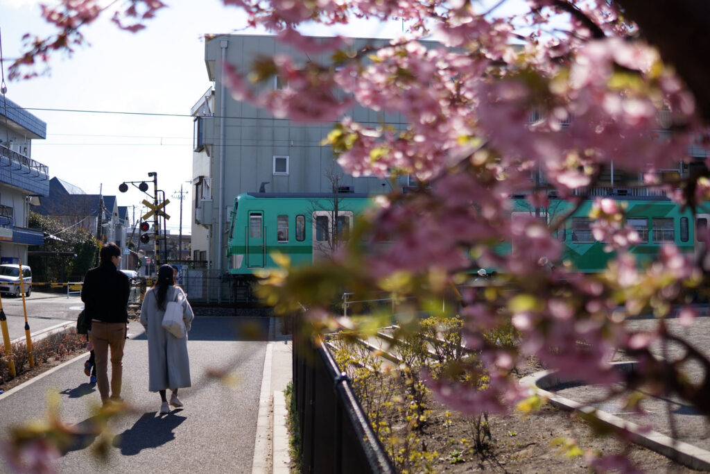 駅前の河津桜（満開）