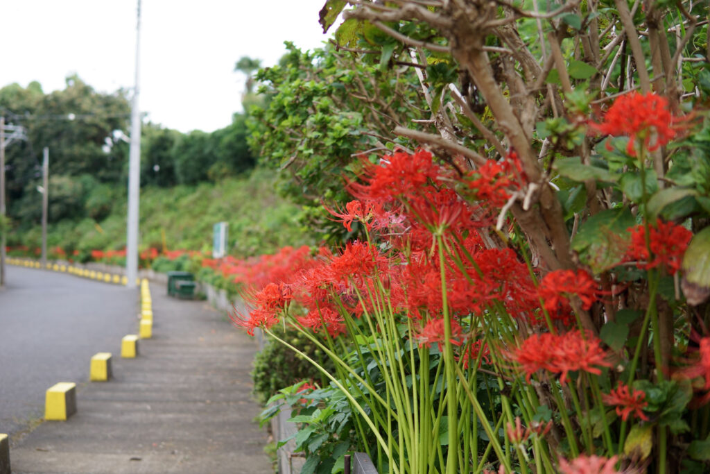 彼岸花(曼珠沙華)