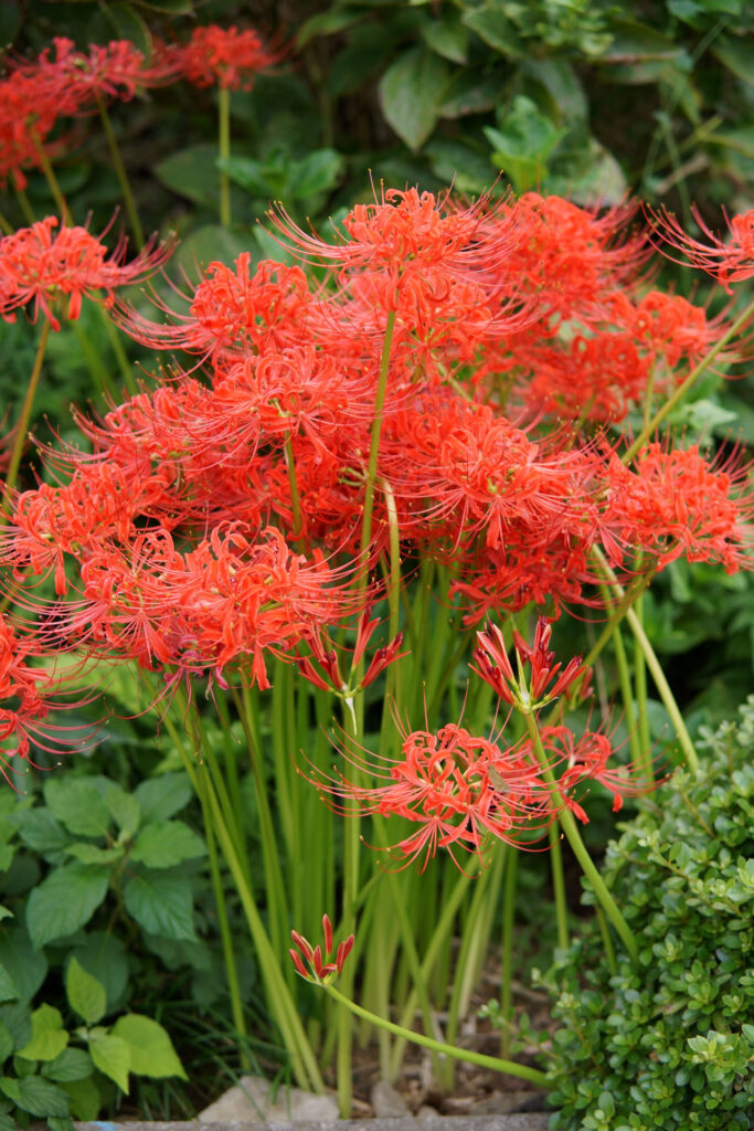 彼岸花(曼珠沙華)