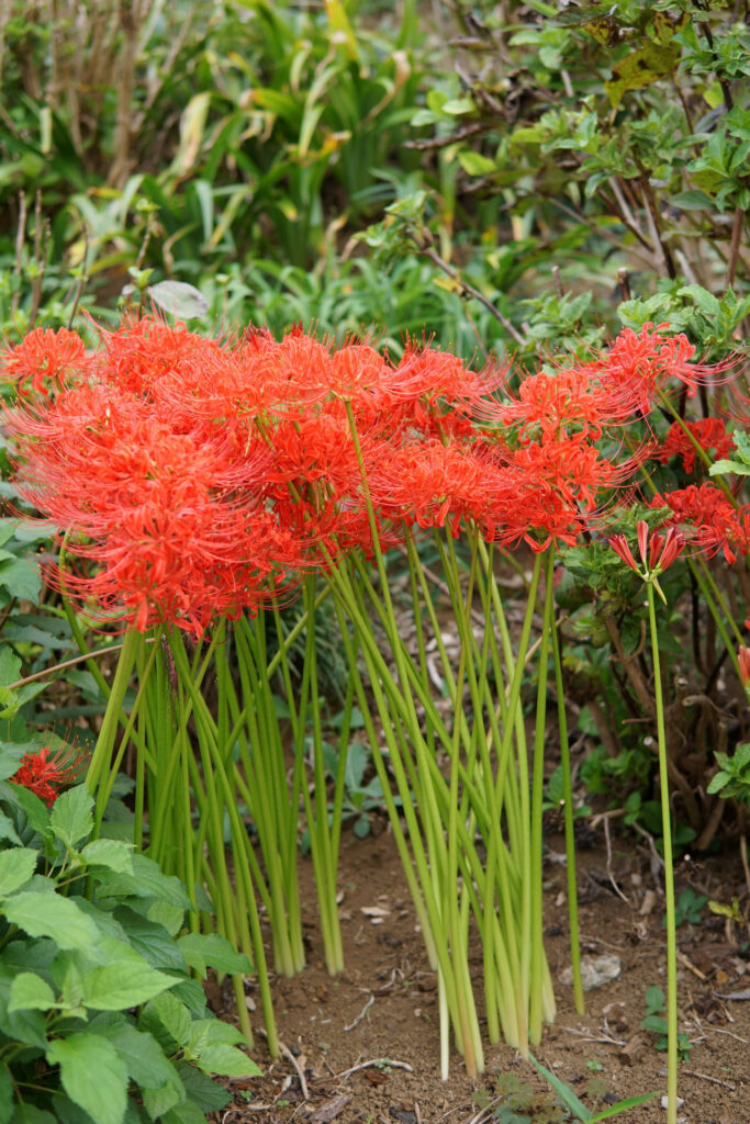 彼岸花(曼珠沙華)