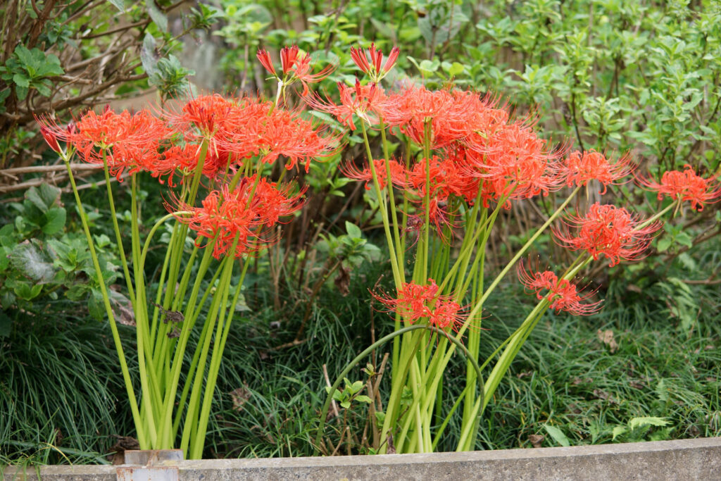 彼岸花(曼珠沙華)