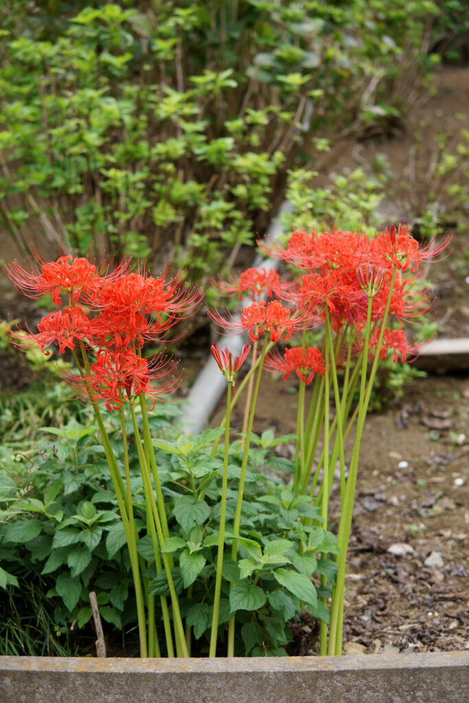 彼岸花(曼珠沙華)