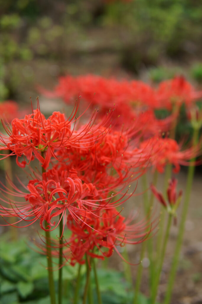 彼岸花(曼珠沙華)
