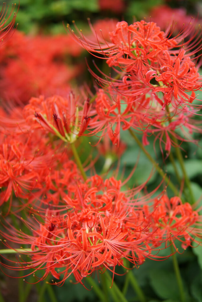 彼岸花(曼珠沙華)